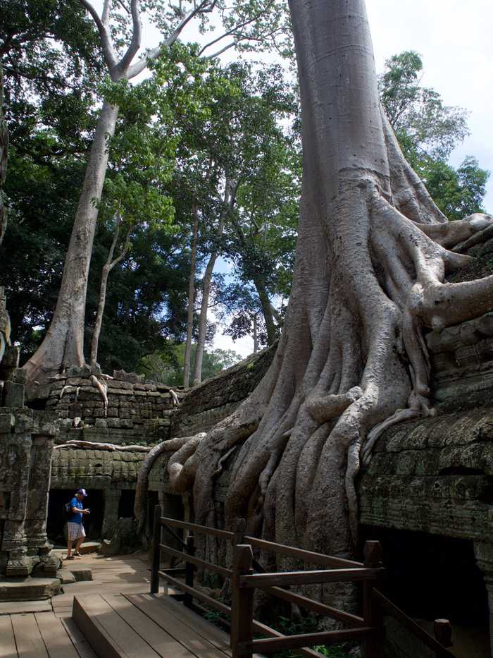 Roots taking over the temple