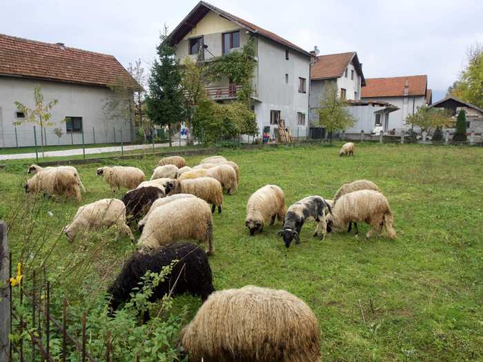 bosnia sarajevo tunnel sheep country horns